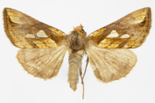 Plusia festucae