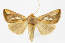 Plusia festucae