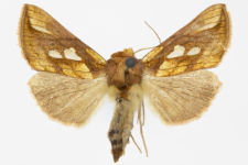 Plusia festucae