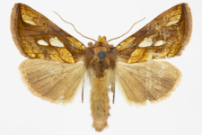 Plusia festucae