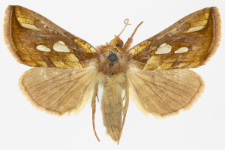 Plusia festucae
