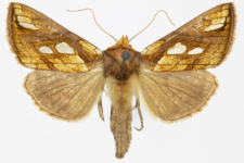 Plusia festucae