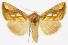 Plusia festucae
