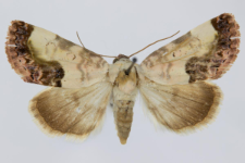 Acontia titania