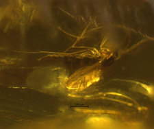 Diptera (Sciaroidea)