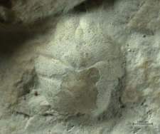 Goniodromites kubai