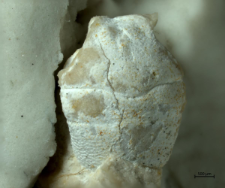 Goniodromites kubai