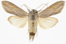 Cucullia umbratica