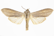 Cucullia umbratica