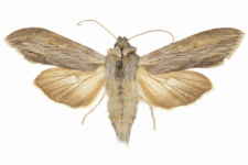 Cucullia umbratica