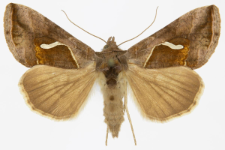 Macdunnoughia confusa