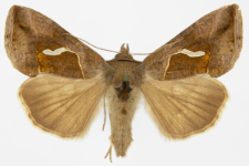 Macdunnoughia confusa