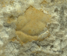 Tanidromitidae