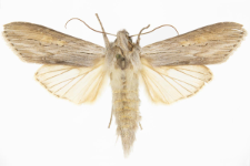 Cucullia umbratica