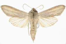 Cucullia umbratica