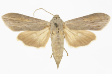 Cucullia umbratica