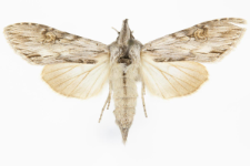 Cucullia santonici