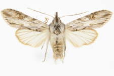 Cucullia santonici