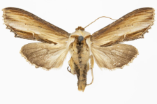 Shargacucullia verbasci