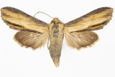 Shargacucullia verbasci