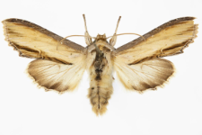 Shargacucullia scrophulariae