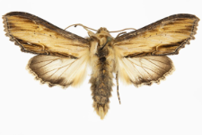 Shargacucullia scrophulariae