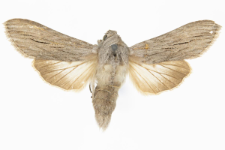 Cucullia tanaceti