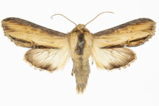 Shargacucullia scrophulariae