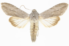 Cucullia tanaceti