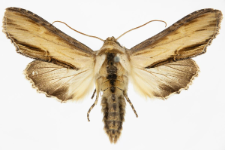 Shargacucullia scrophulariae