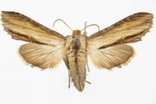 Shargacucullia scrophulariae