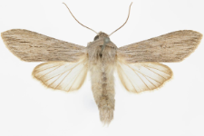 Cucullia tanaceti