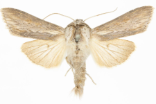 Cucullia mixta