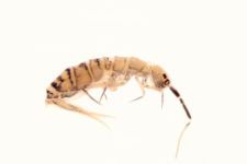 Orchesella multifasciata