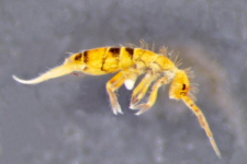 Orchesella flavescens