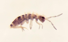 Orchesella multifasciata