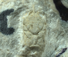 Gastrodorus neuhausensis