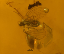 Psychodidae