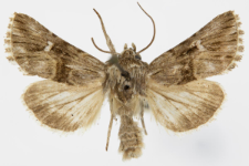 Calophasia lunula