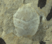 Goniodromites kubai