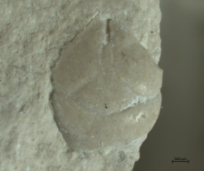 Tanidromites alexandrae