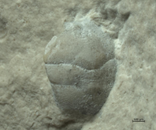 Goniodromites kubai