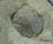 Goniodromites kubai