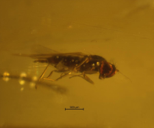 Dolichopodidae