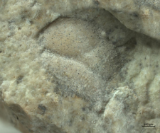 Tanidromitidae