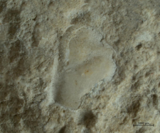 Tanidromitidae