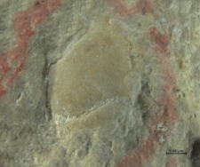 Tanidromitidae