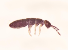 Desoria violacea