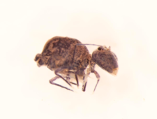 Dicyrtoma fusca