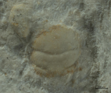 Tanidromitidae